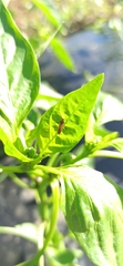 Miridae