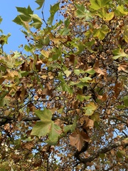 Platanus × hispanica