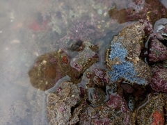 Porifera