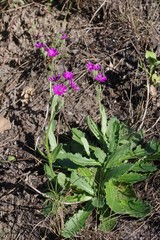Senecio speciosus