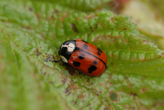 Cryptocephalus octopunctatus