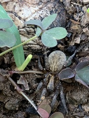 Arctosa personata