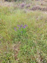 Iris reichenbachiana