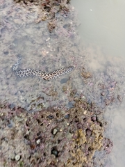 Gymnothorax favagineus