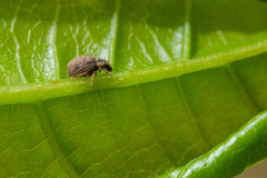 Brachysomus echinatus