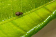 Brachysomus echinatus
