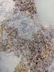 Gymnothorax favagineus