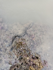 Gymnothorax favagineus