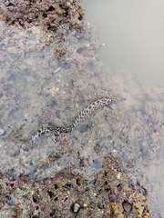 Gymnothorax favagineus