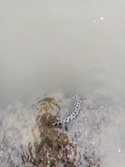 Gymnothorax favagineus