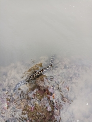 Gymnothorax favagineus