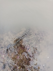 Gymnothorax favagineus