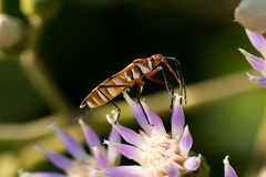 Dysdercus nigrofasciatus