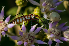 Dysdercus nigrofasciatus