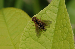 Anasimyia interpuncta