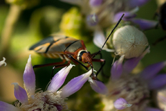 Dysdercus nigrofasciatus