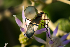 Dysdercus nigrofasciatus