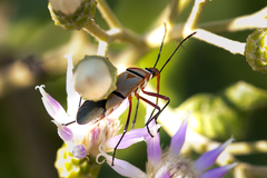 Dysdercus nigrofasciatus
