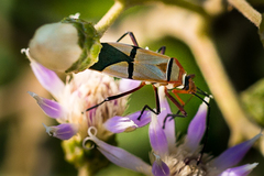 Dysdercus nigrofasciatus