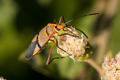 Dysdercus nigrofasciatus