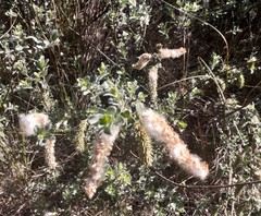 Salix repens argentea