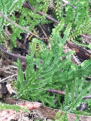 Selaginella uliginosa