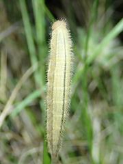 Melanargia lachesis