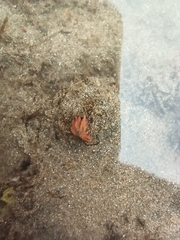 Aliciidae