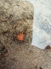 Aliciidae