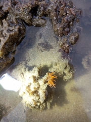 Aliciidae