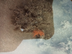 Aliciidae
