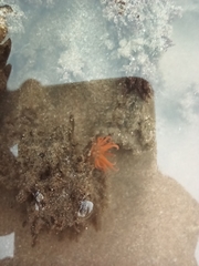 Aliciidae