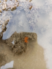 Aliciidae