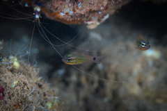 Ostorhinchus maculiferus