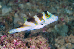 Canthigaster coronata
