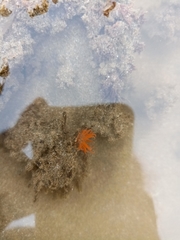 Aliciidae