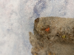 Aliciidae