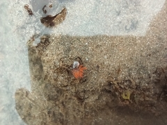 Aliciidae