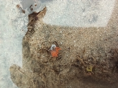 Aliciidae