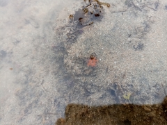 Aliciidae