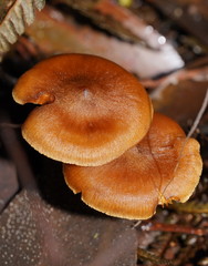Cortinarius mastoideus