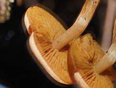 Cortinarius mastoideus