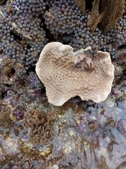 Turbinaria
