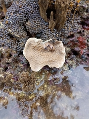 Turbinaria