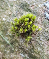 Racomitrium aciculare