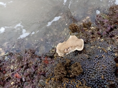Turbinaria