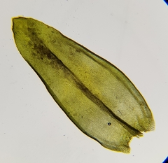 Racomitrium aciculare