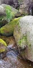 Racomitrium aciculare