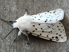 Spilosoma lubricipeda