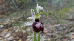 Ophrys exaltata arachnitiformis